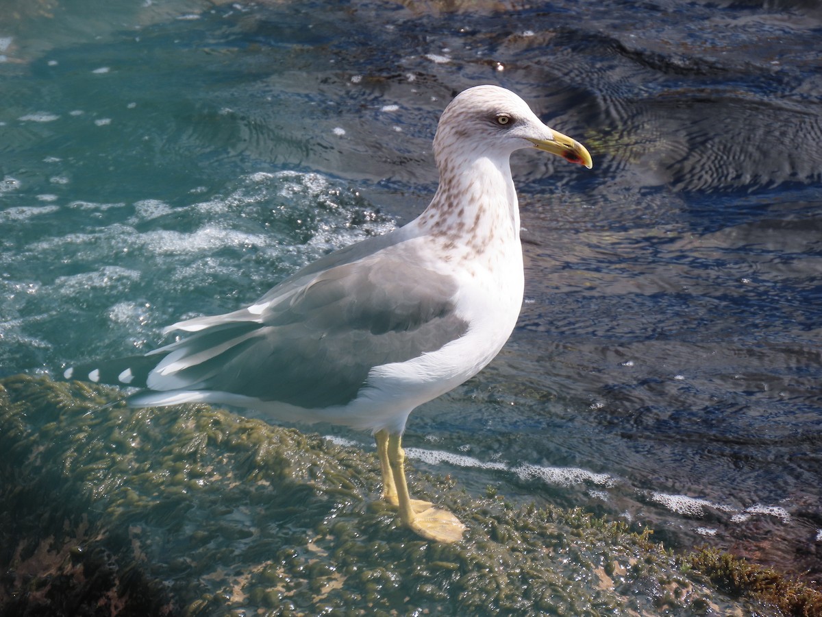 Kara Sırtlı Martı - ML647365180