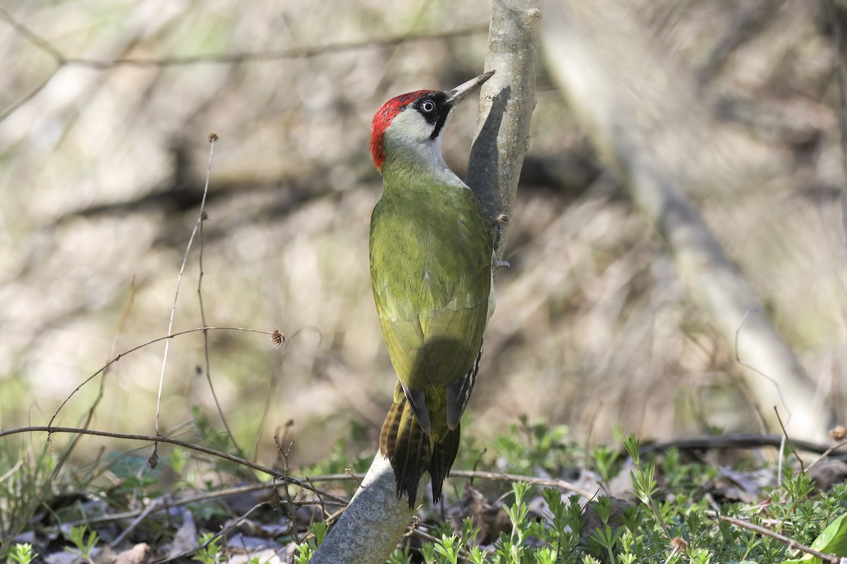 נקר ירוק - ML647365181