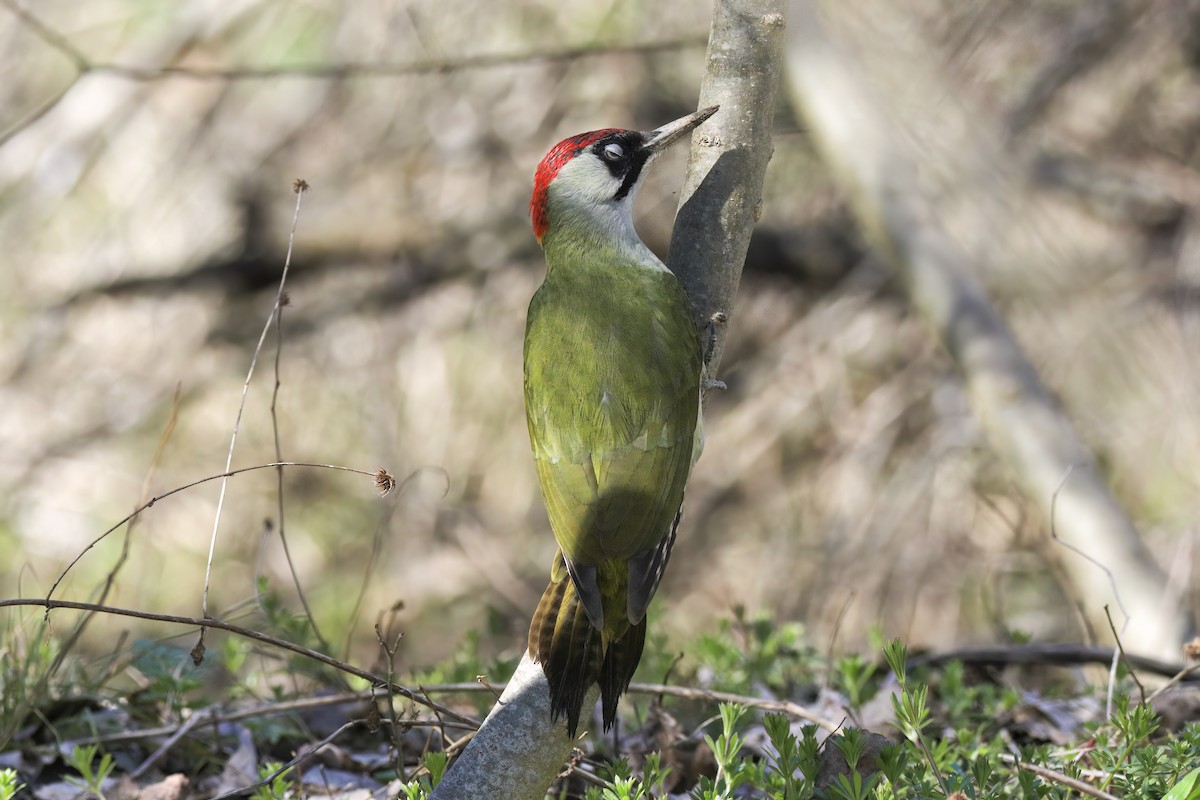 נקר ירוק - ML647365182