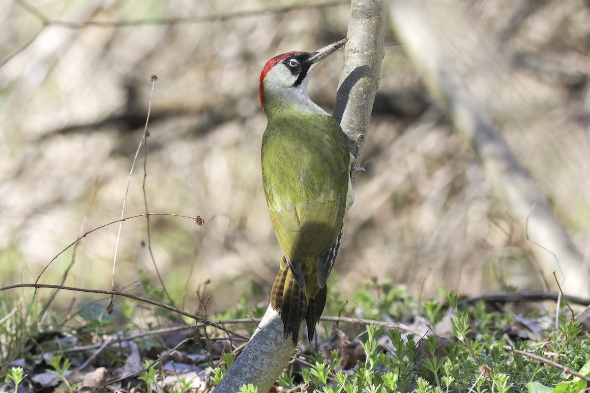 נקר ירוק - ML647365183