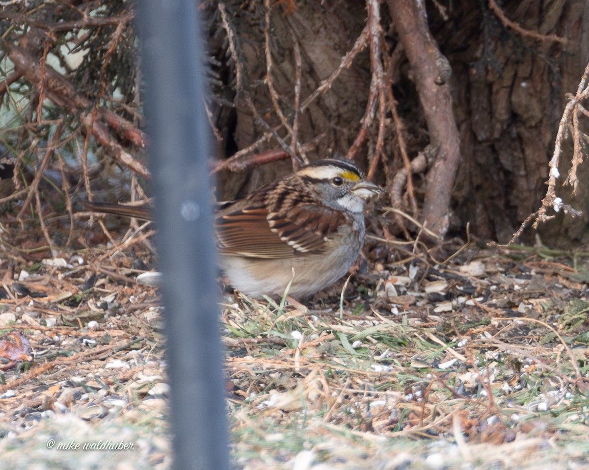 Белогорлая зонотрихия - ML647365186