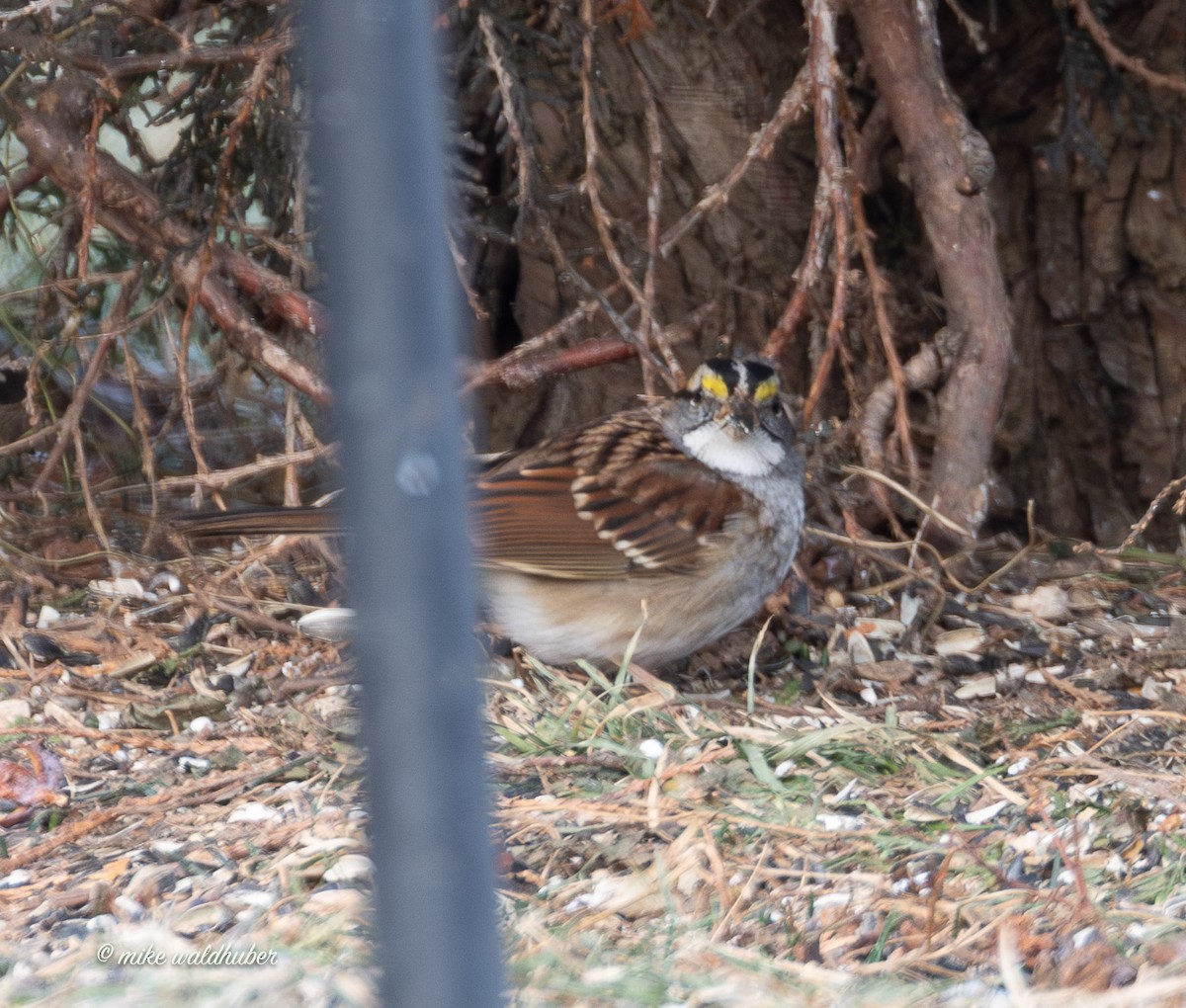 Белогорлая зонотрихия - ML647365187