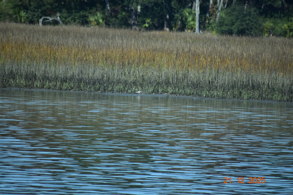 Petit ou Grand Chevalier - ML647365190