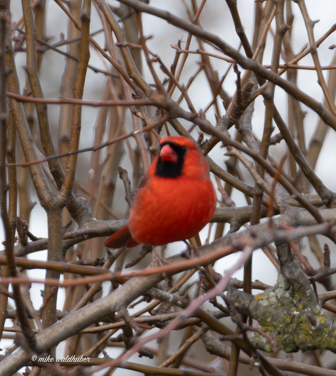 Красный кардинал - ML647365200