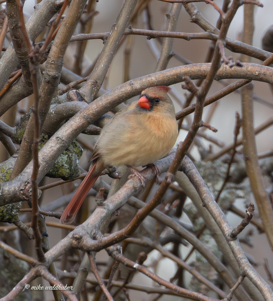 Красный кардинал - ML647365201