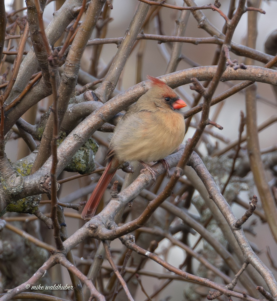 Красный кардинал - ML647365202