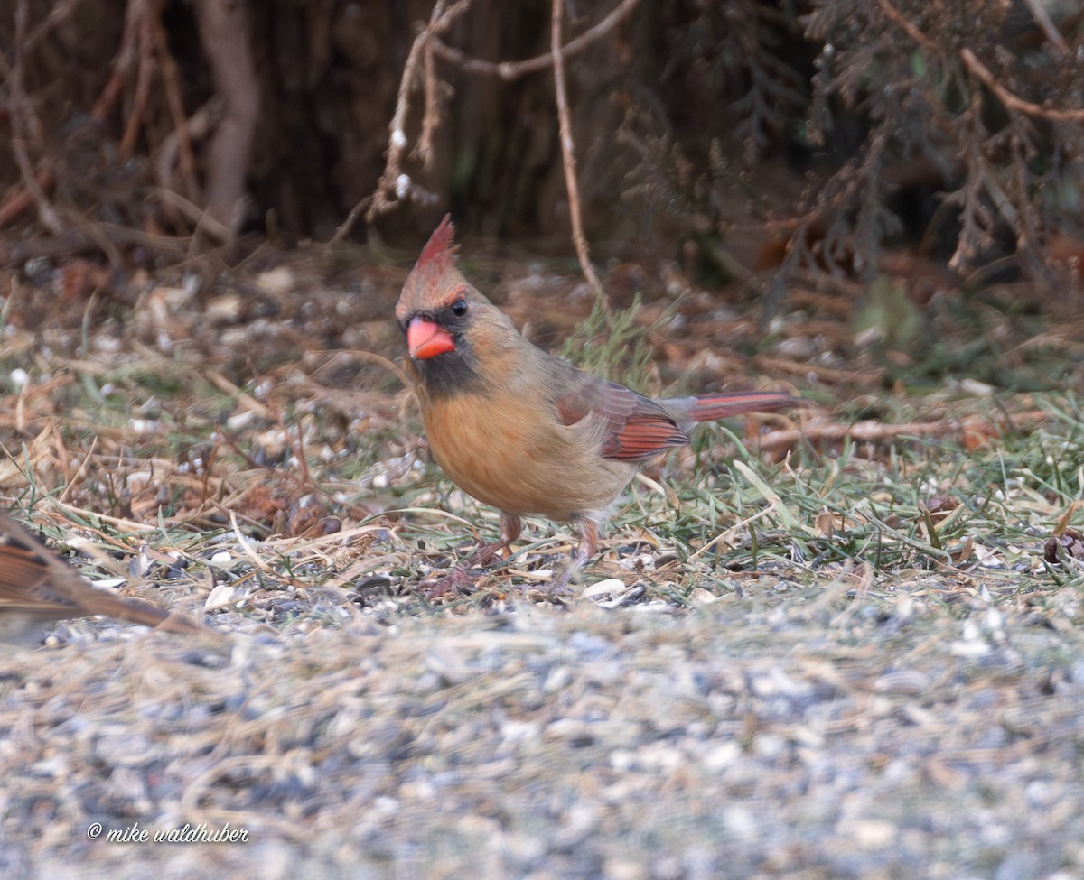 Красный кардинал - ML647365203