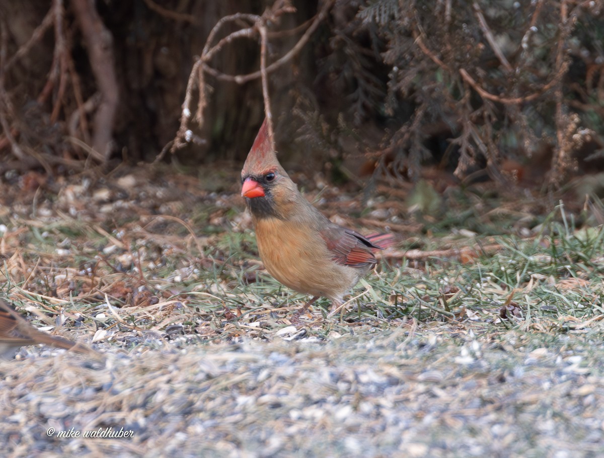 Красный кардинал - ML647365204