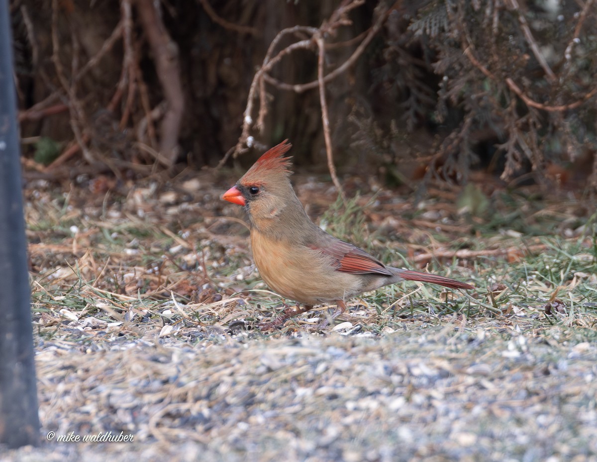 Красный кардинал - ML647365205