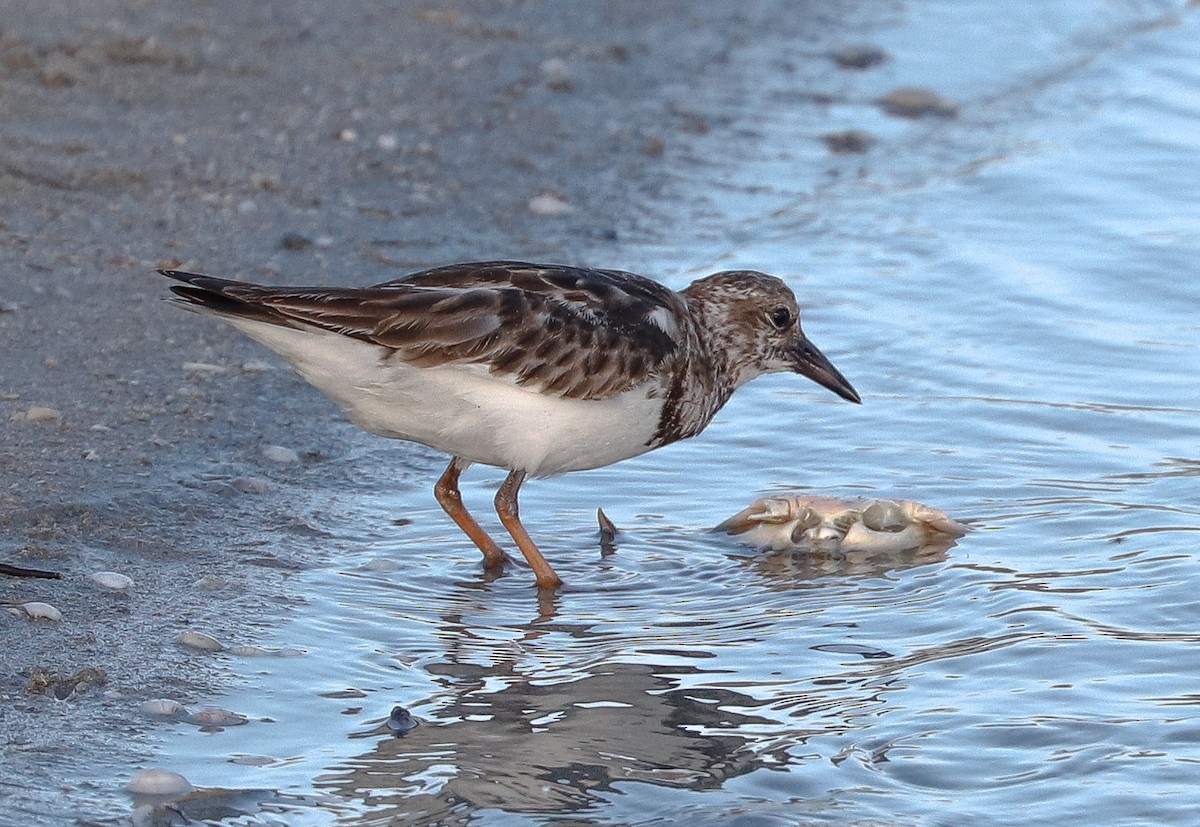Ruddy Turnstone - ML647365207