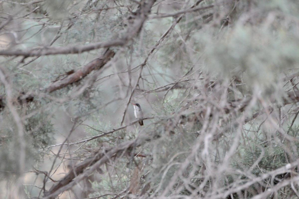 Violet-crowned Hummingbird - ML647365216