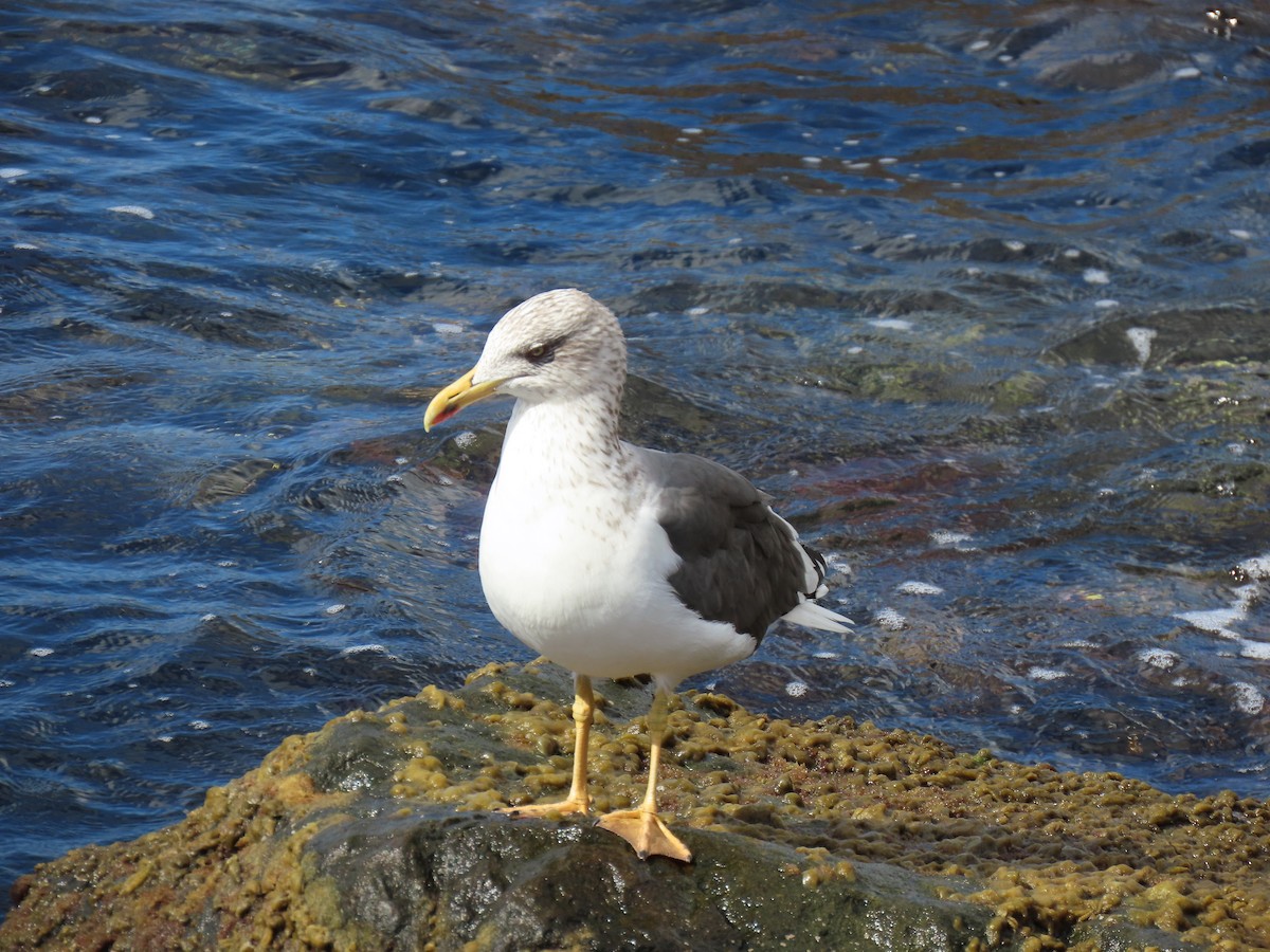 Kara Sırtlı Martı - ML647365224