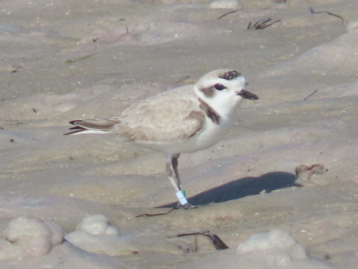Snowy Plover - ML647365231