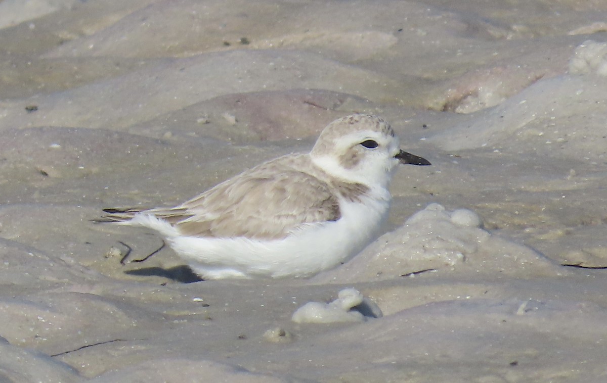 Snowy Plover - ML647365232