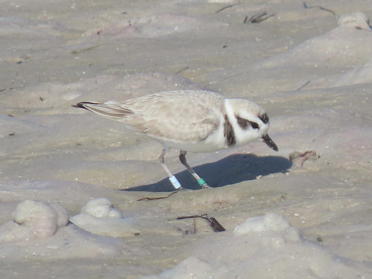 Snowy Plover - ML647365233