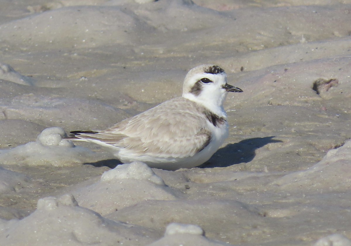 Snowy Plover - ML647365234