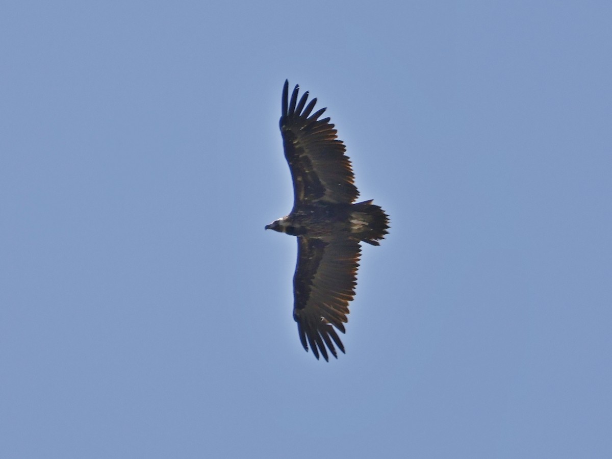 Buitre Negro - ML647365272