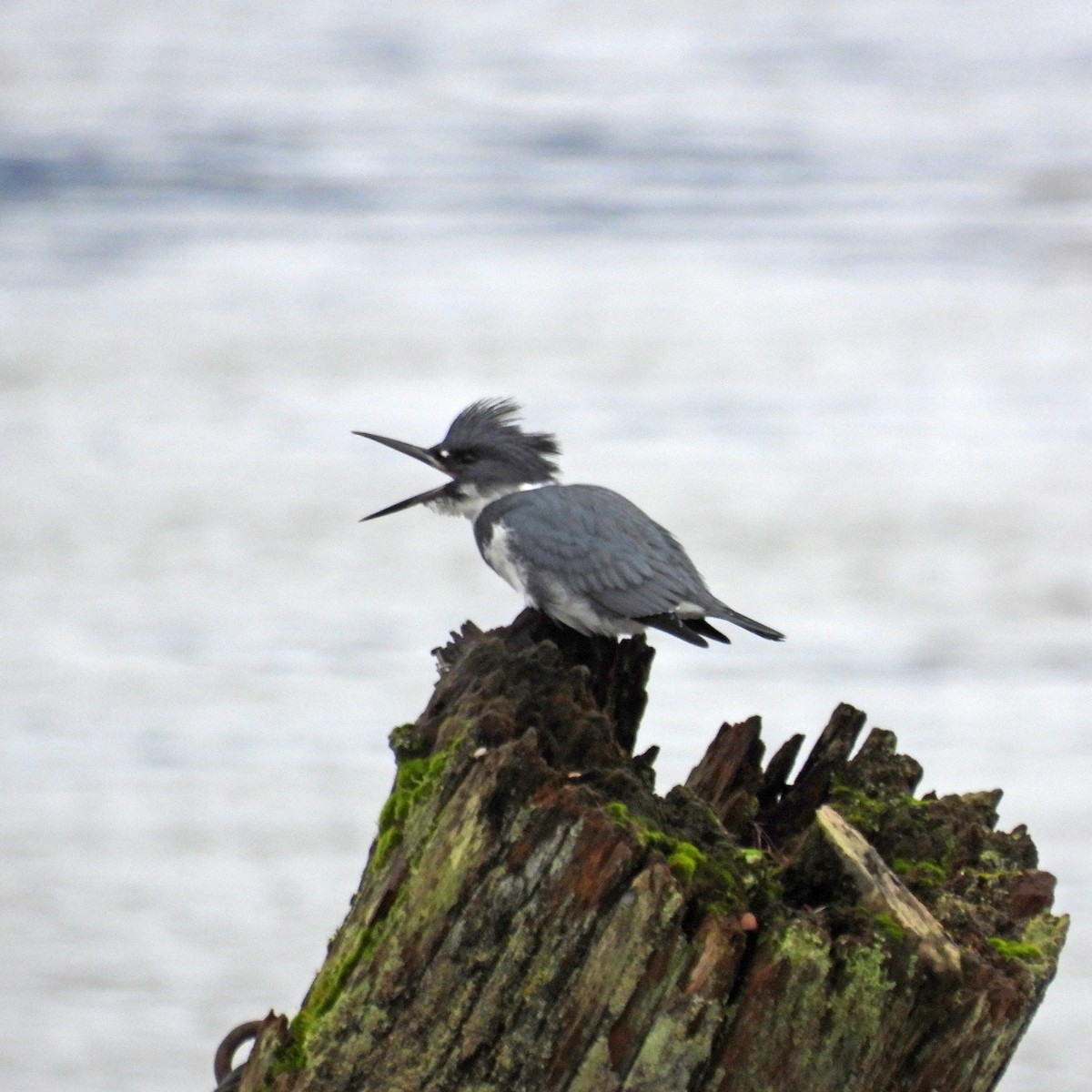 Belted Kingfisher - ML647365317