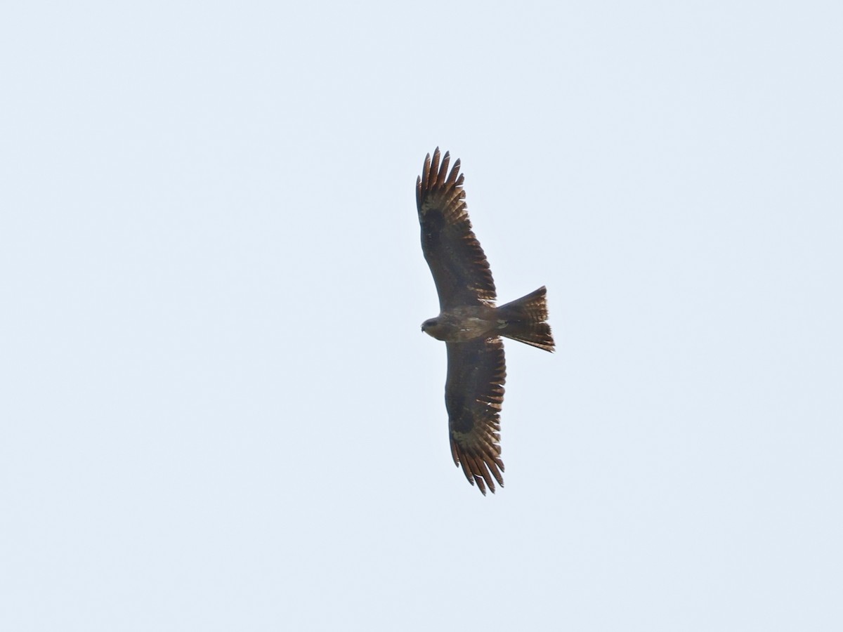 Black Kite - ML647365318