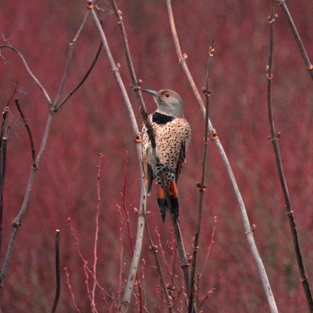 Northern Flicker - ML647365319