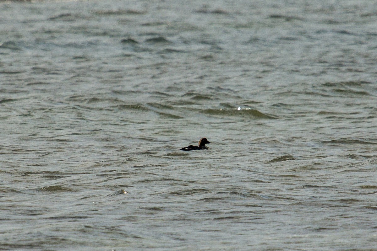 Common Goldeneye - ML647365320