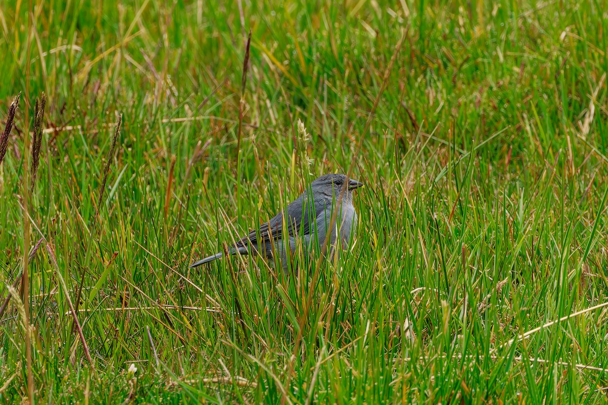 Plumbeous Sierra Finch - ML647365321