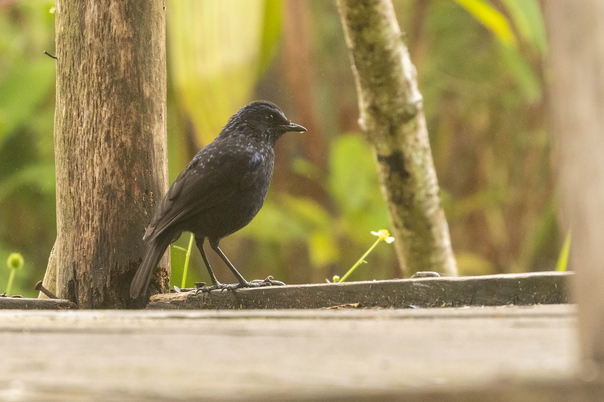 Shiny Whistling-Thrush - ML647365322