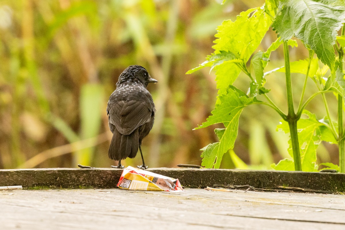 Shiny Whistling-Thrush - ML647365323