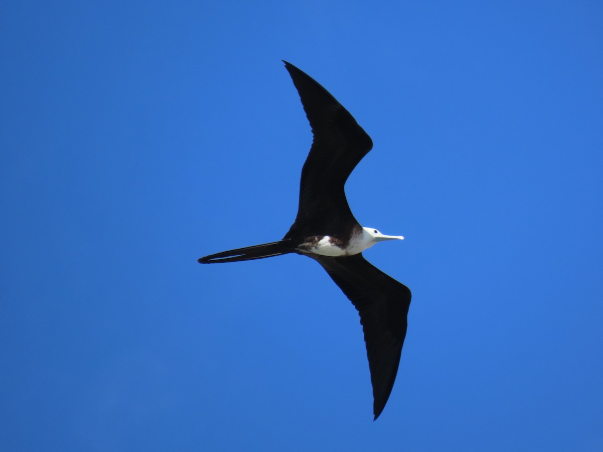 Magnificent Frigatebird - ML647365325
