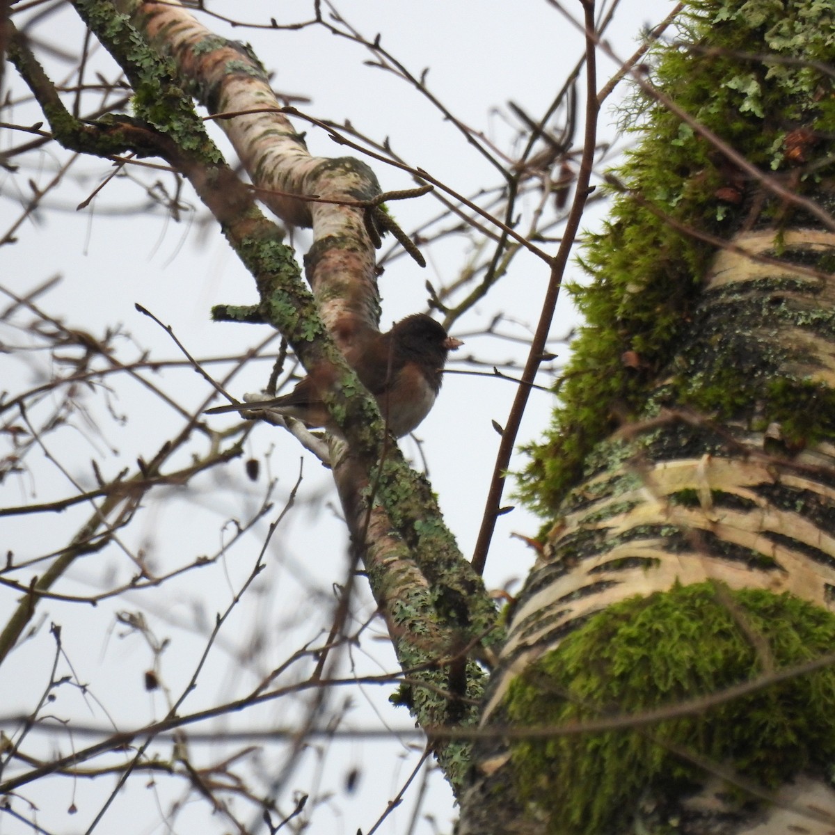 Dark-eyed Junco - ML647365326