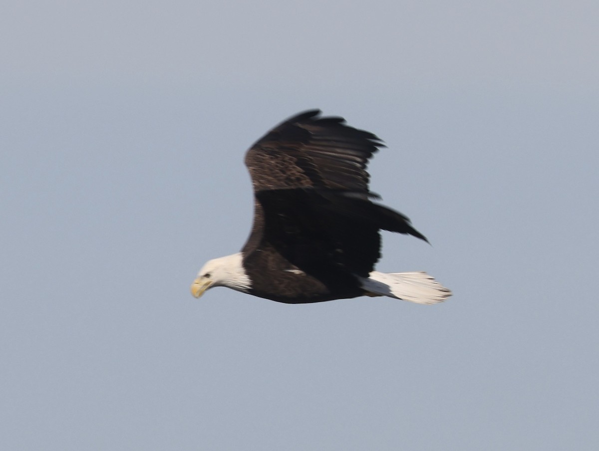 Bald Eagle - ML647365327