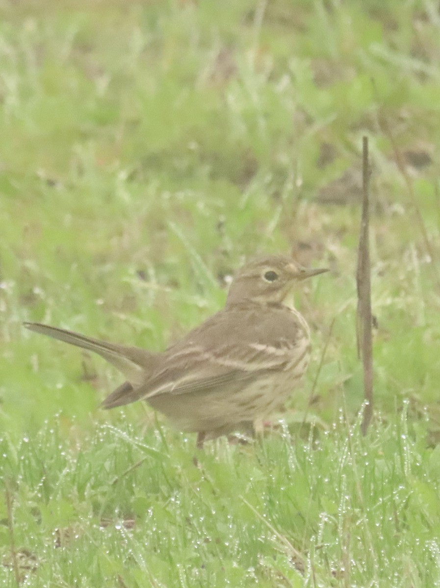 American Pipit - ML647365328