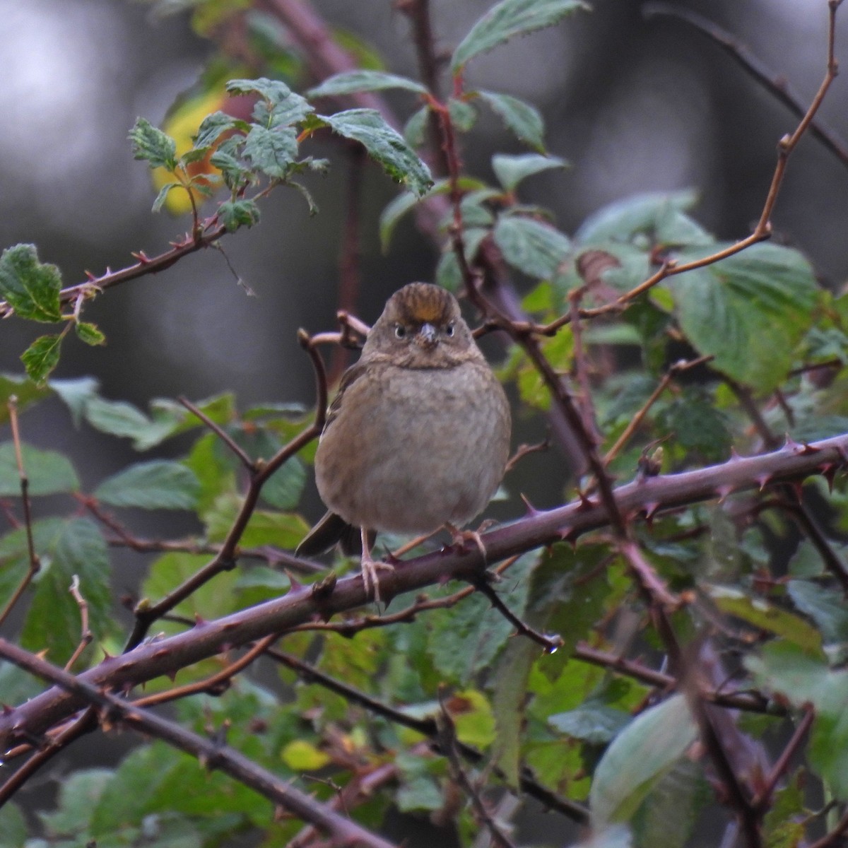 Golden-crowned Sparrow - ML647365329