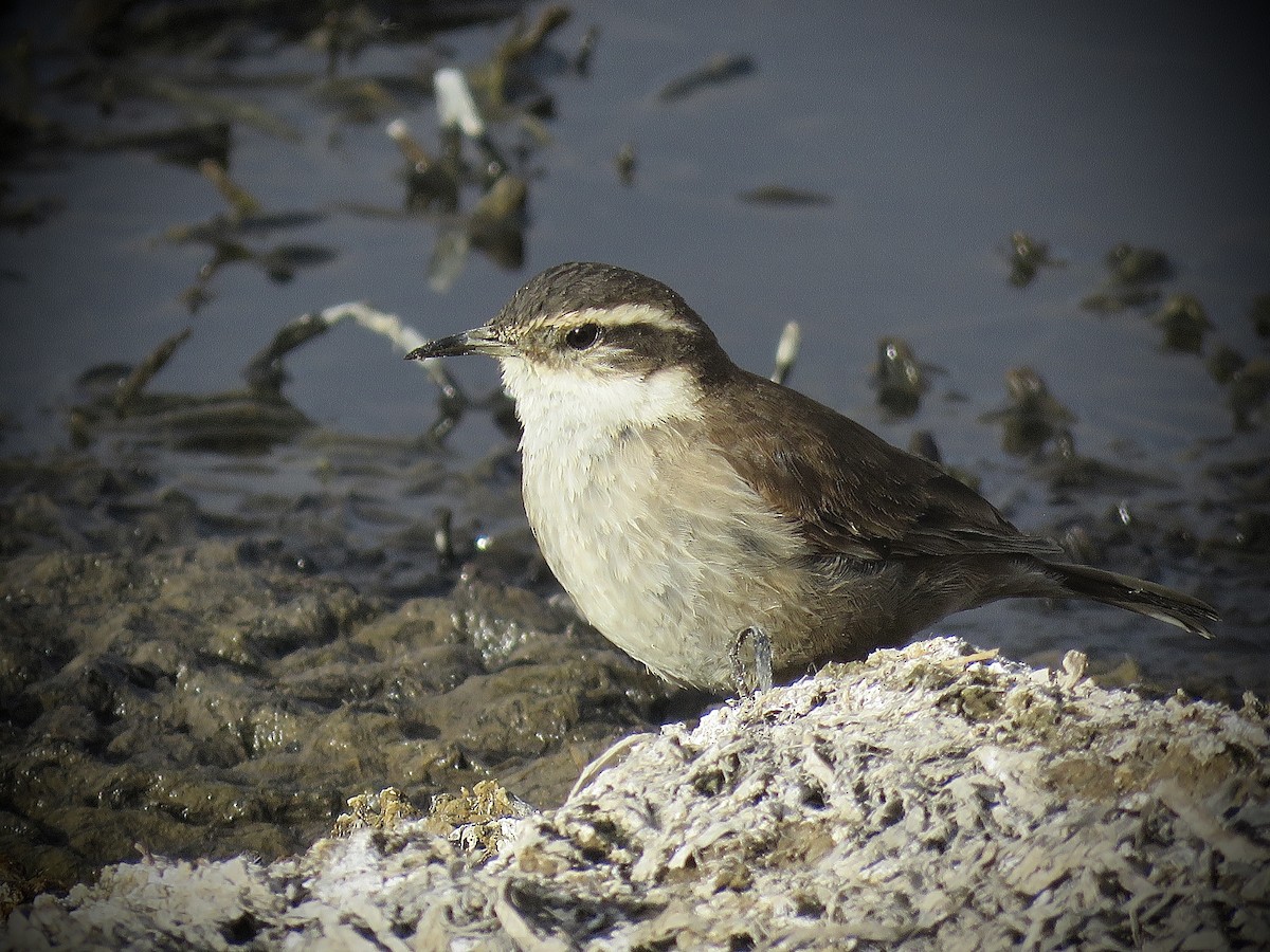 Cream-winged Cinclodes - ML647365330