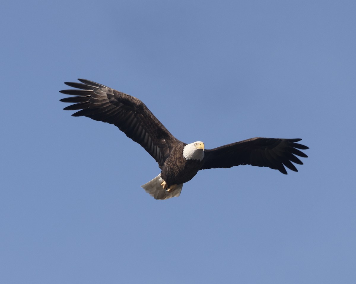 Bald Eagle - ML647365331