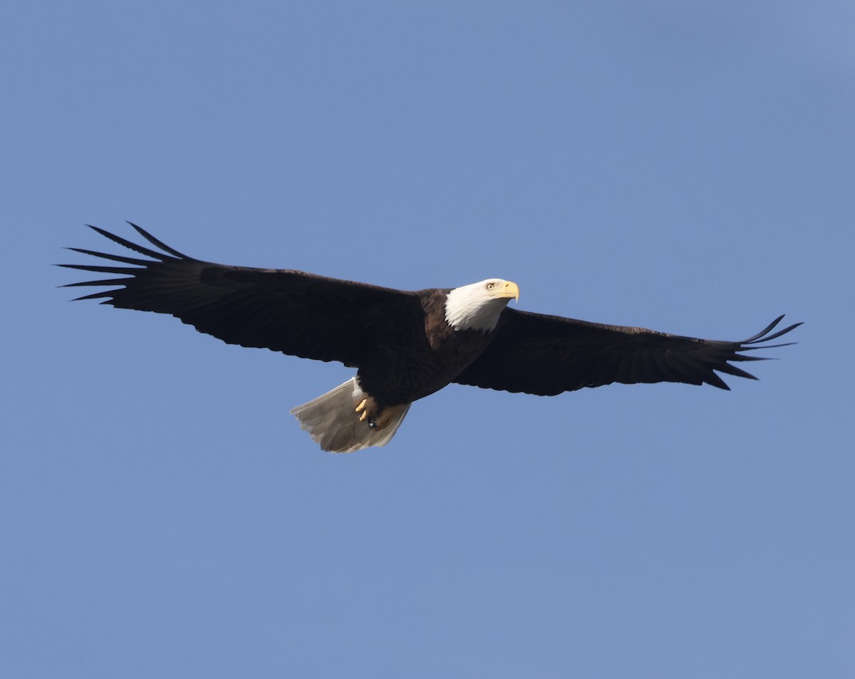 Bald Eagle - ML647365332