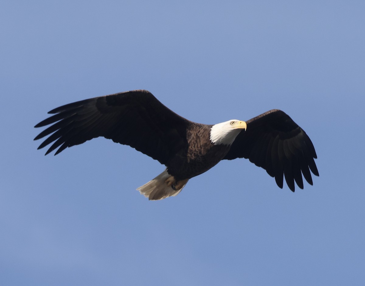 Bald Eagle - ML647365333