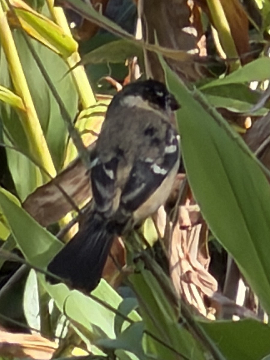 Morelet's Seedeater - ML647365334