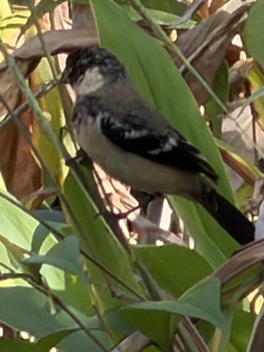 Morelet's Seedeater - ML647365335