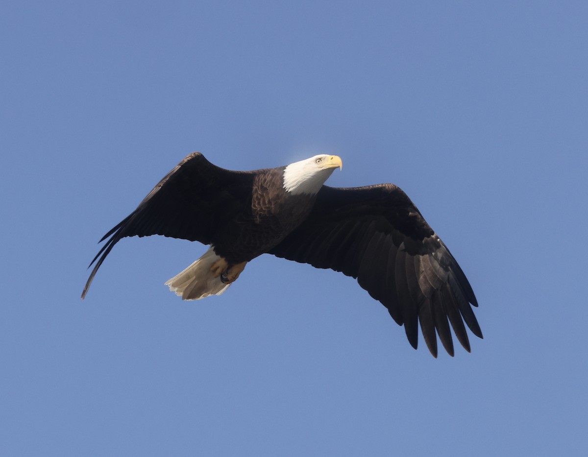 Bald Eagle - ML647365336