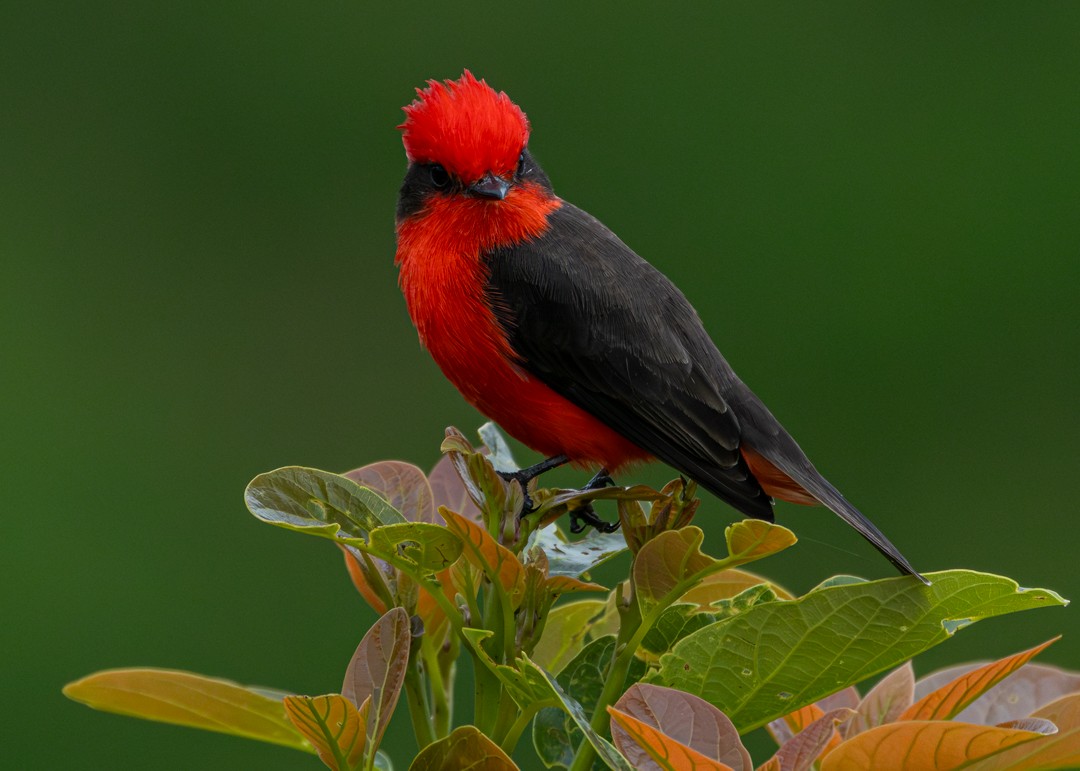 Vermilion Flycatcher - ML647365337