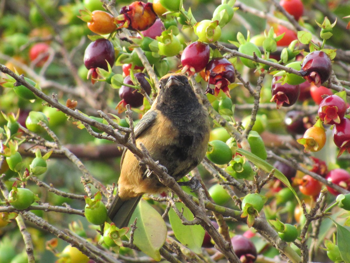 Burnished-buff Tanager - ML647365340