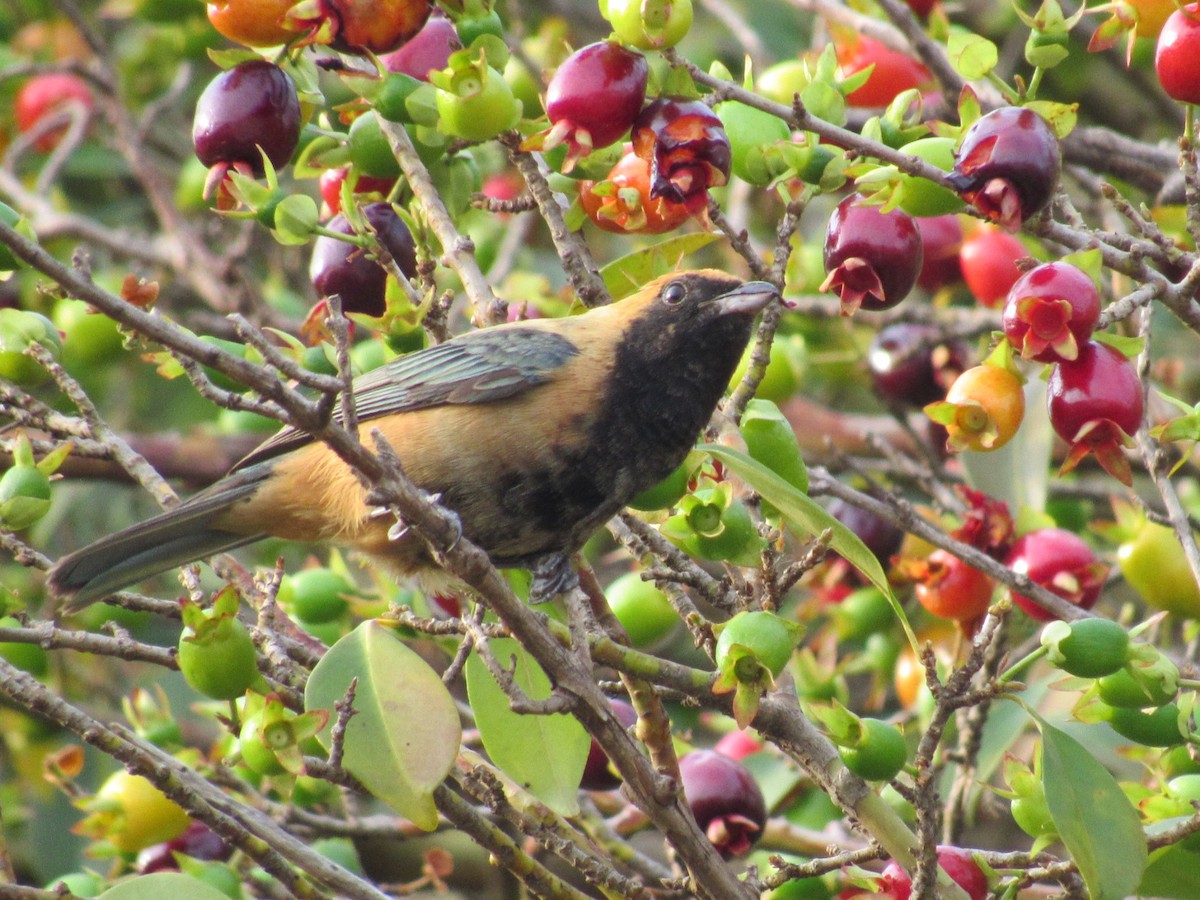 Burnished-buff Tanager - ML647365341