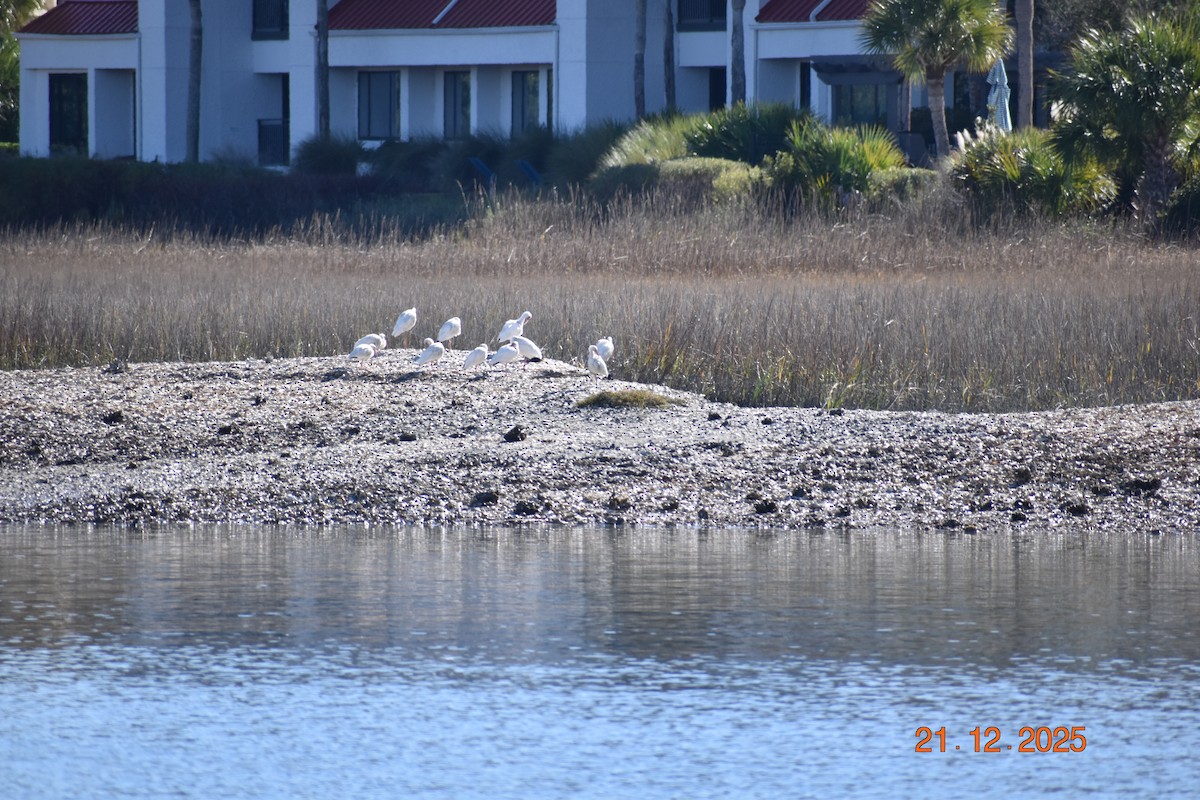 White Ibis - ML647365343