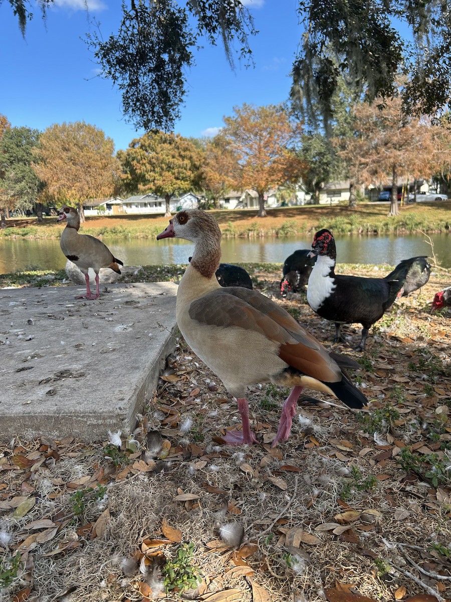 Egyptian Goose - ML647365344