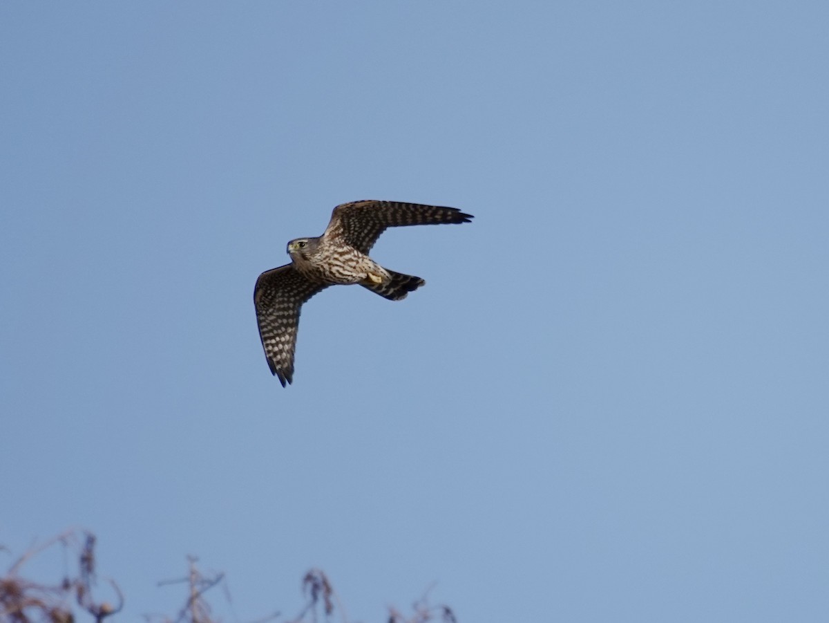 Merlin - ML647365345