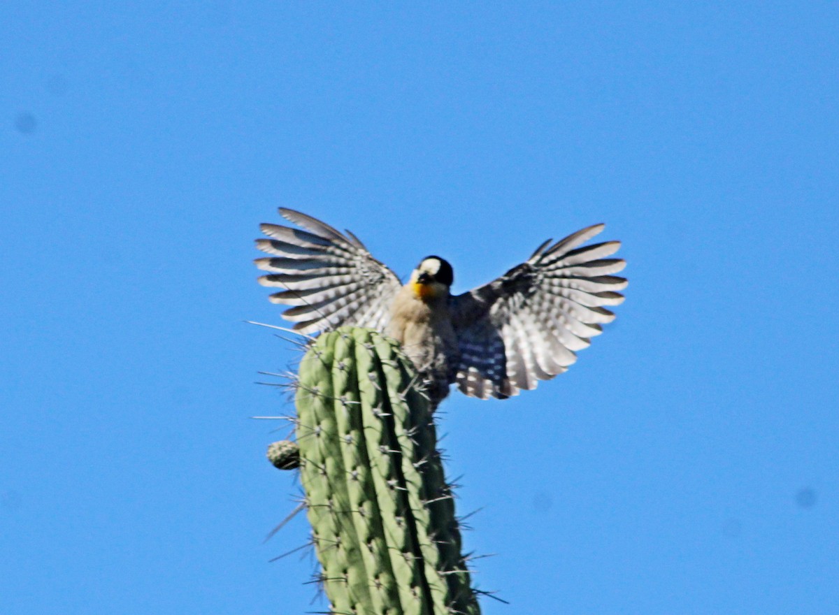 White-fronted Woodpecker - ML647365347