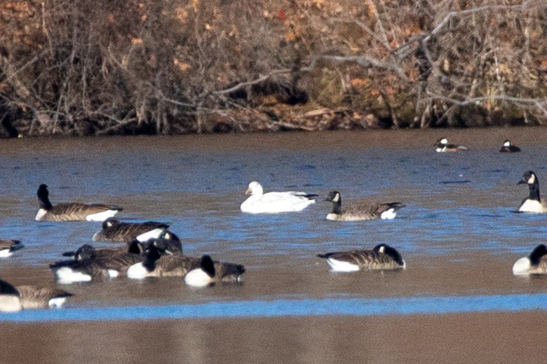 Snow Goose - ML647365348