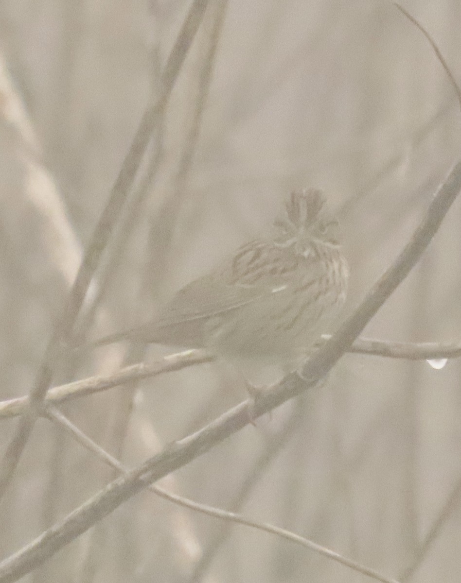 Lincoln's Sparrow - ML647365351