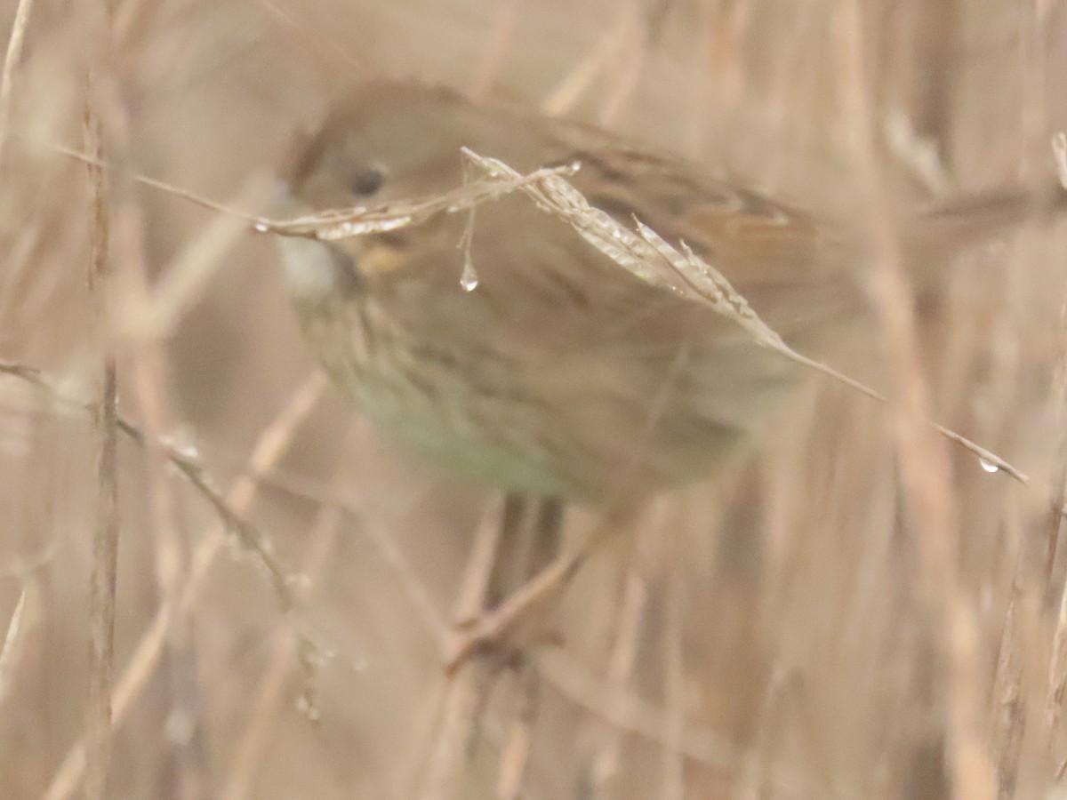 Lincoln's Sparrow - ML647365352